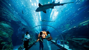 dubai_mall_acuarium